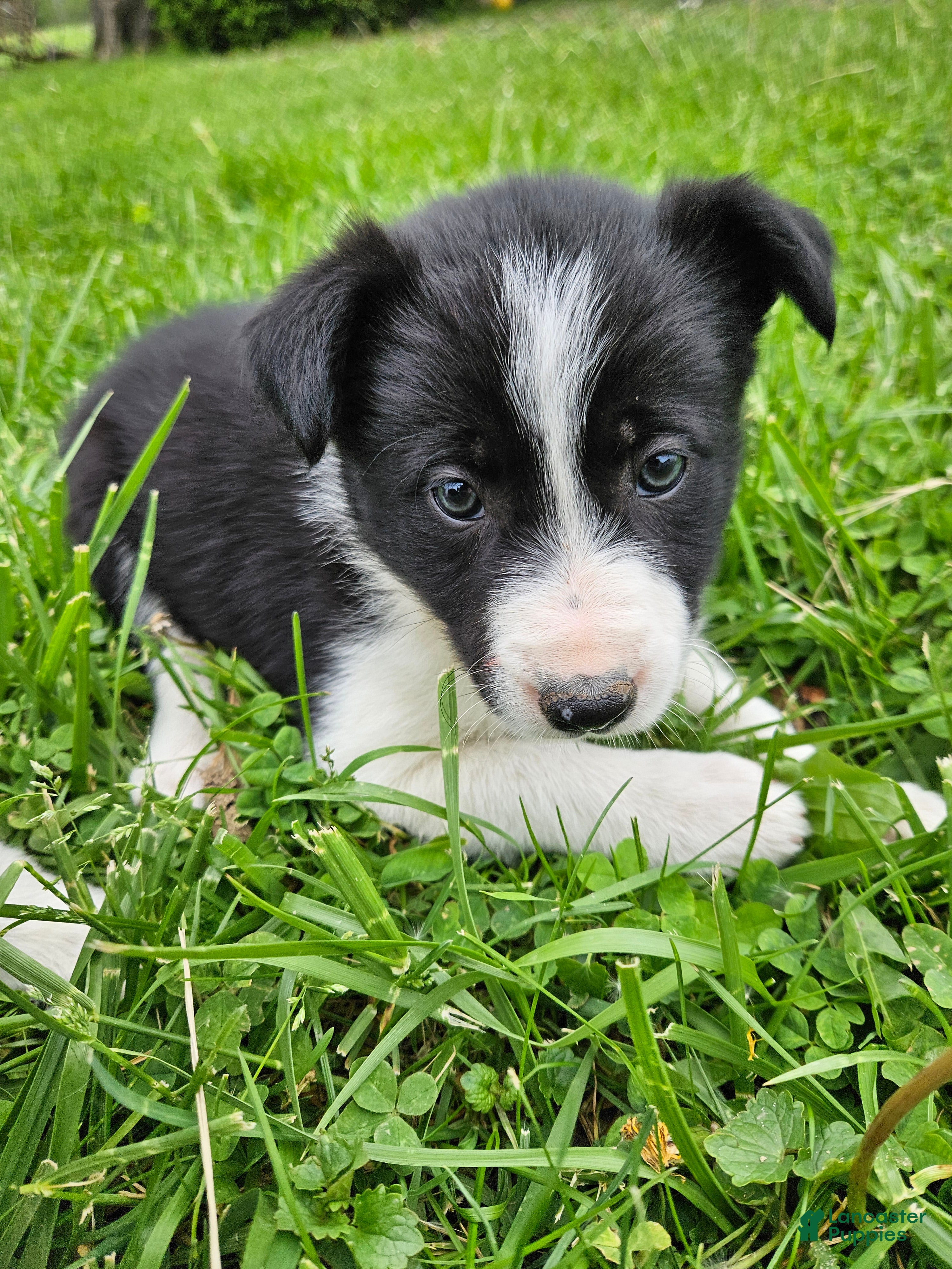Border Collie dogs Daisy - Ad 36