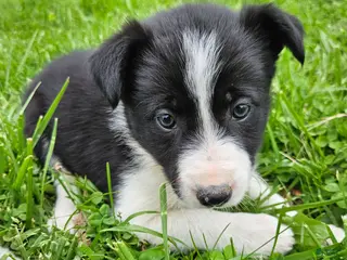 Border Collie dogs Daisy - Ad 36