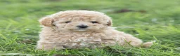 Maltipoo dogs for sale: Millie Maltipoo  - Ad 7