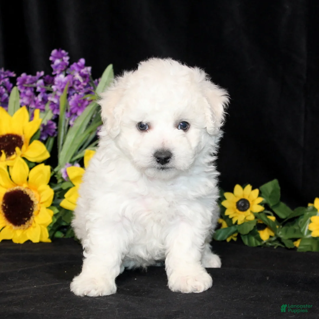 Bichon Frise dogs for sale: Colter - Ad 1