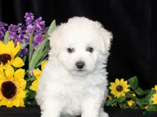 Bichon Frise dogs Colter - Ad 20