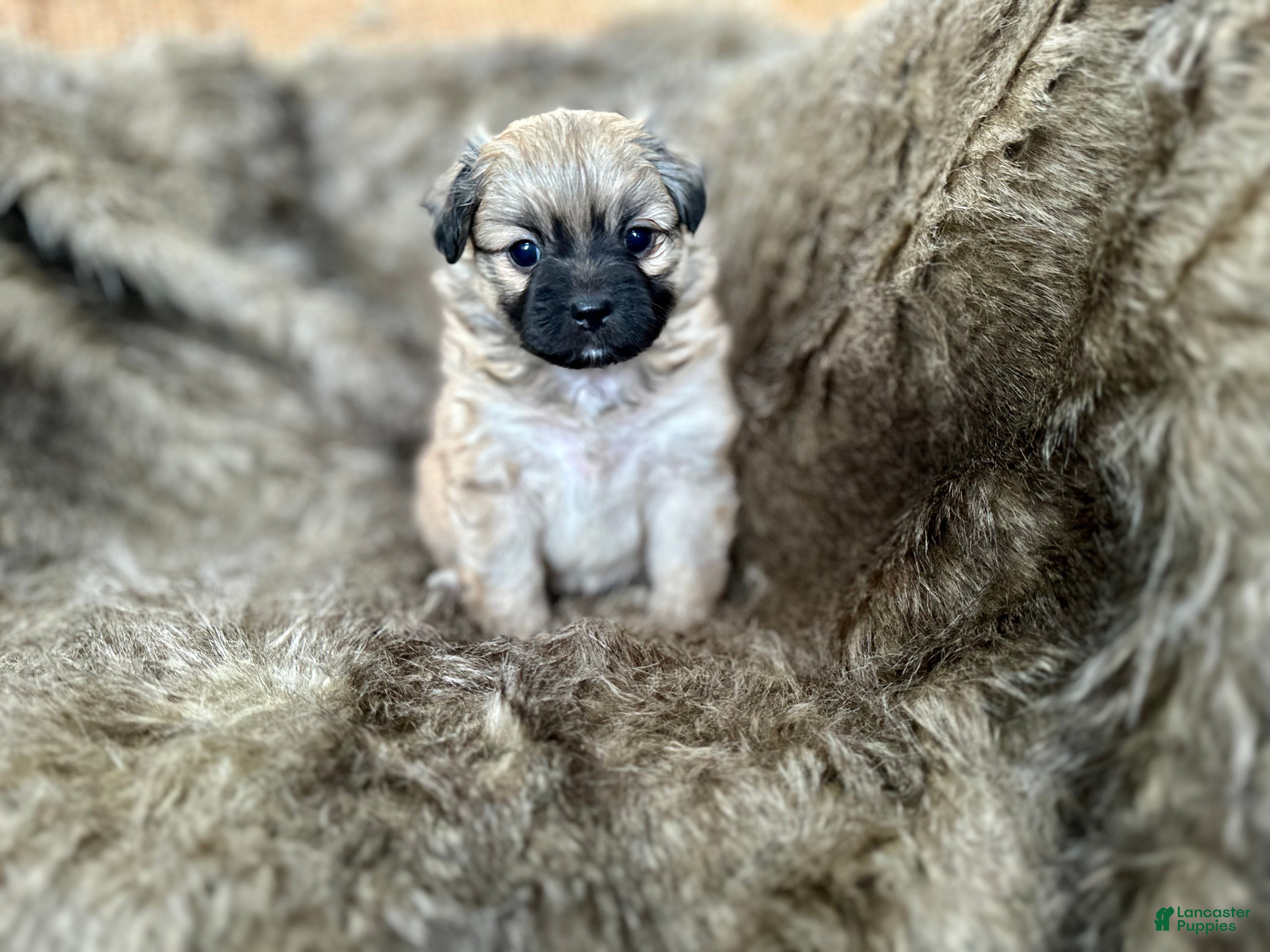 Mixed Breed dogs Potato - Ad 4