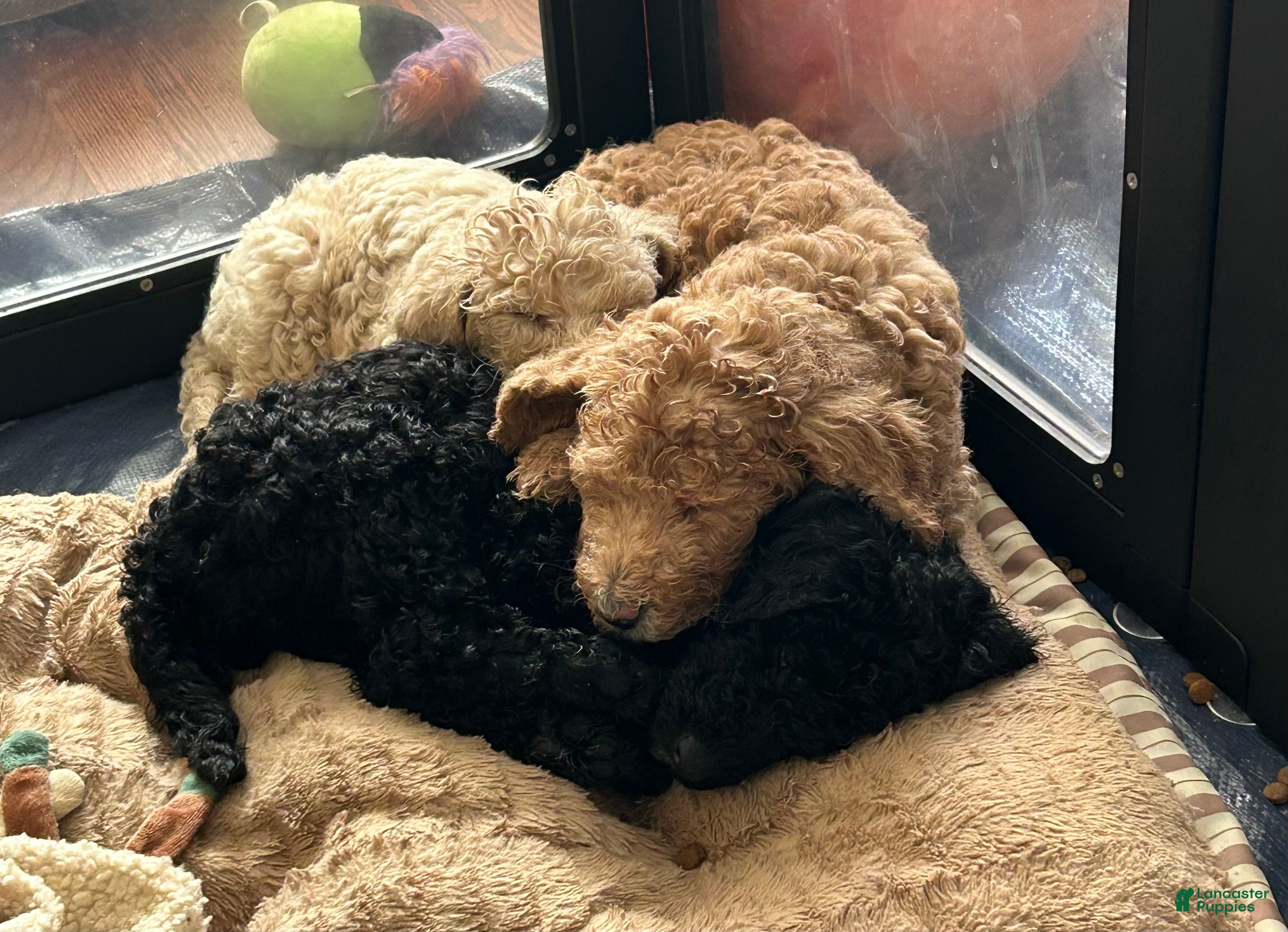 Goldendoodle dogs for sale: Miss Caramel - Ad 20