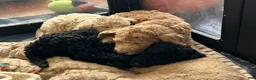 Goldendoodle dogs for sale: Miss Caramel - Ad 1