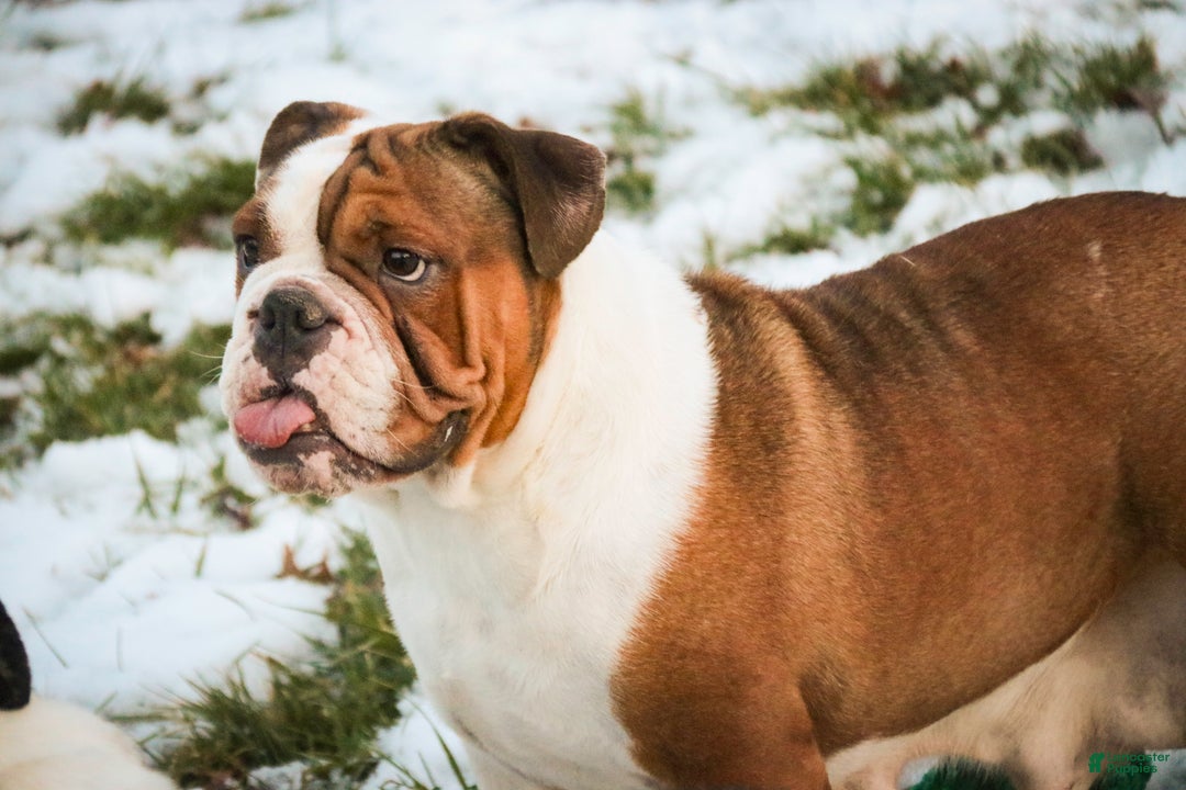 English Bulldog dogs for sale: Brutus - Ad 9