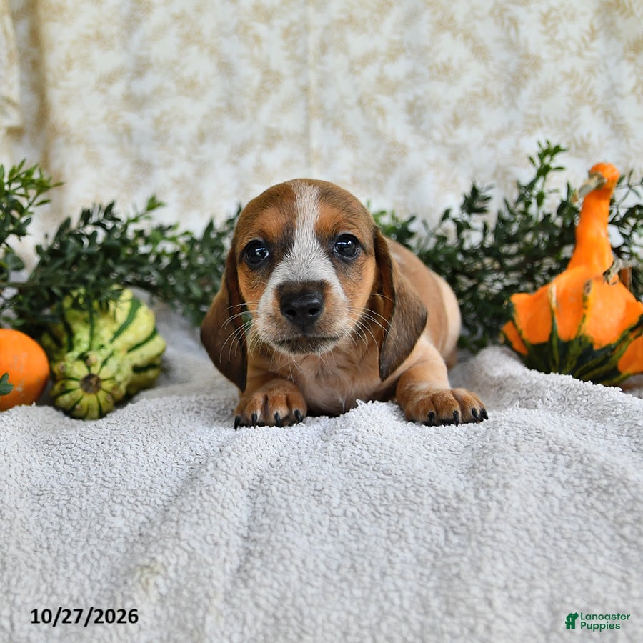 Miniature Dachshund dogs for sale: Jasper - Ad 2