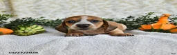 Miniature Dachshund dogs for sale: Jasper - Ad 2