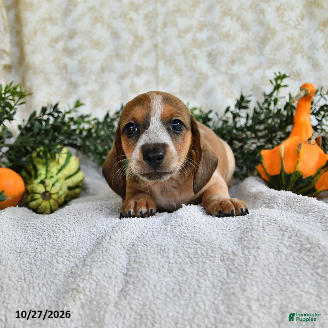Miniature Dachshund dogs for sale: Jasper - Ad 2