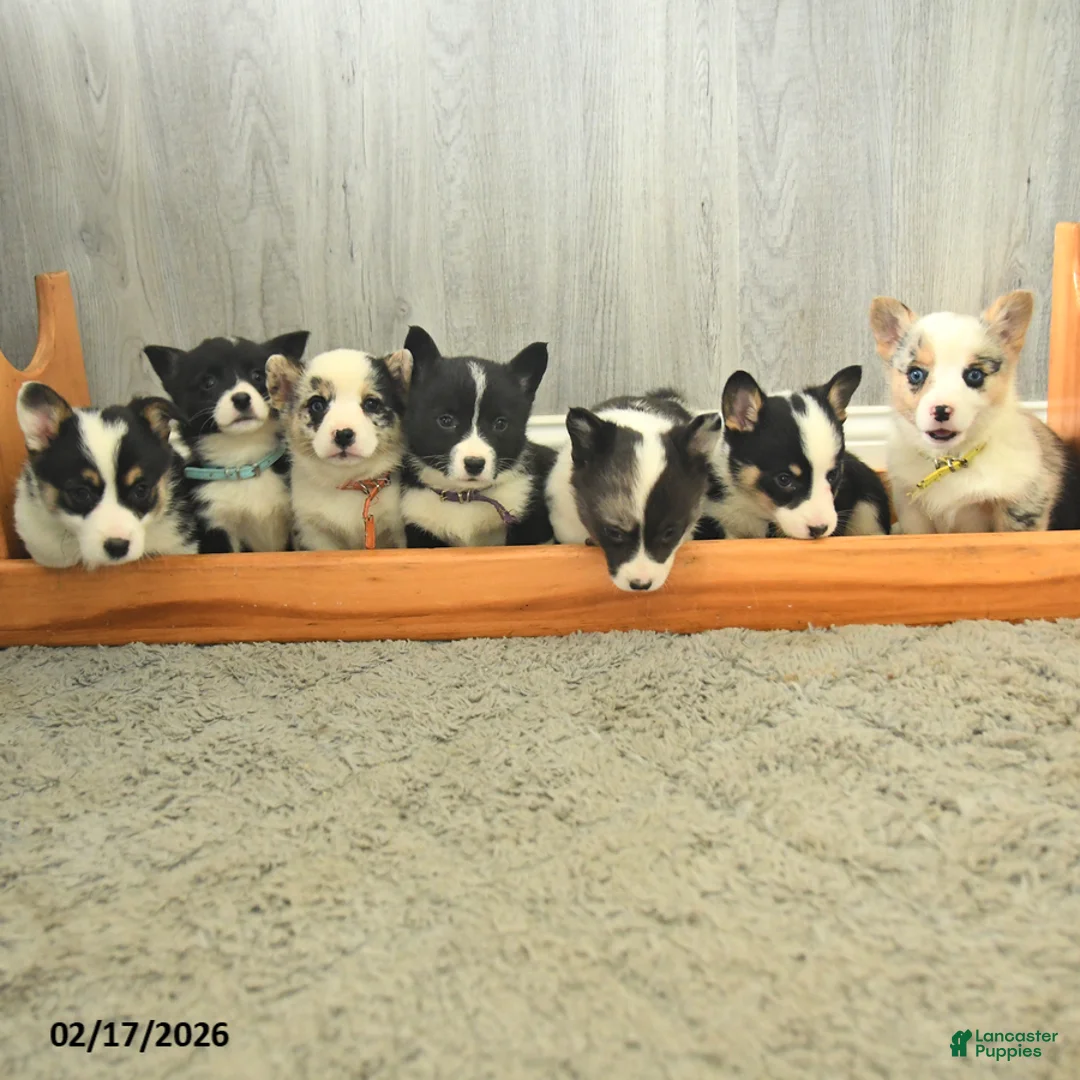 Welsh Corgi Pembroke dogs for sale: Kipling - Ad 5