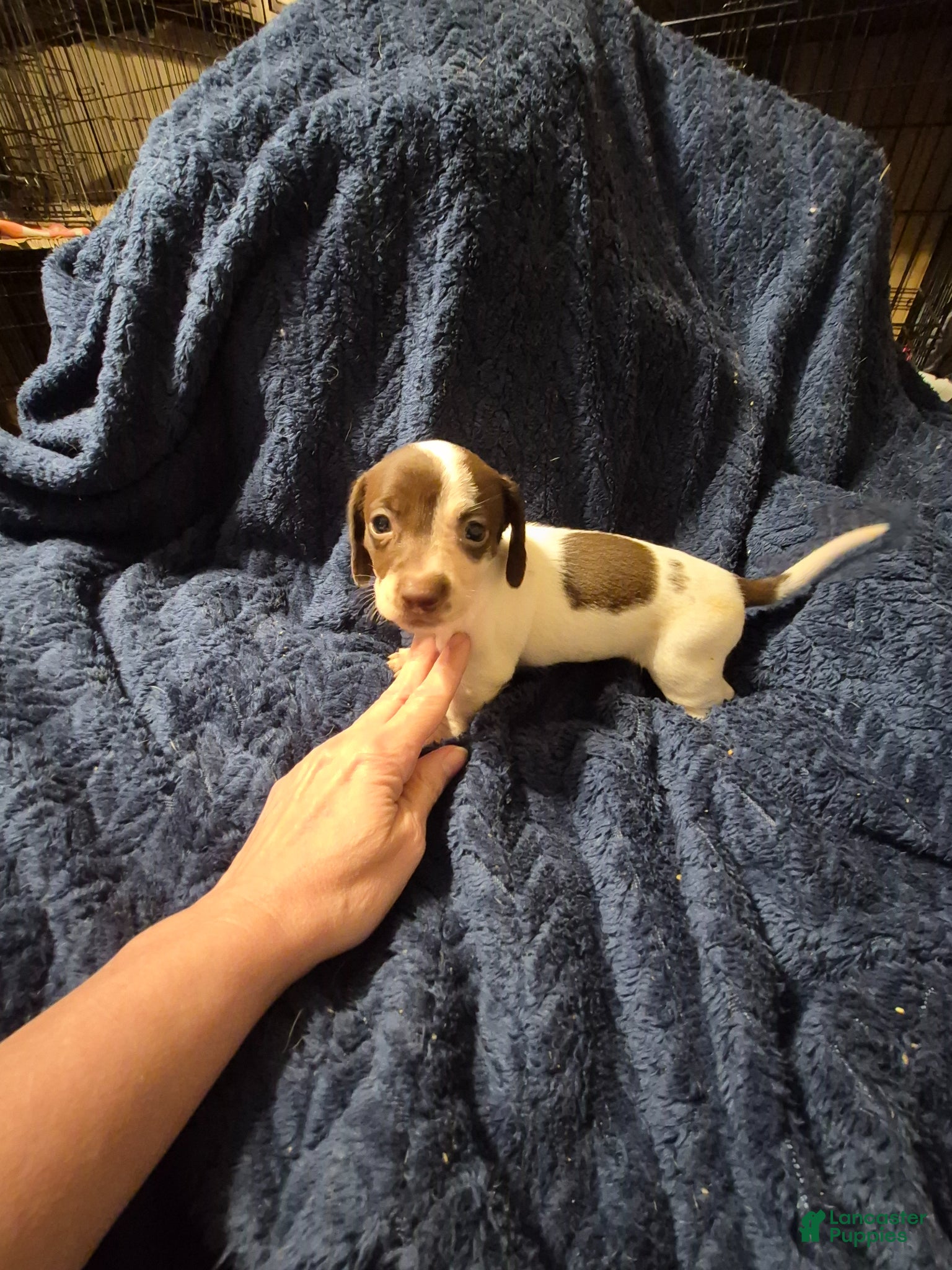 Dachshund dogs Dachshund Puppy 4 - Ad 30