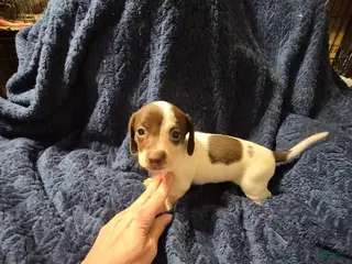 Dachshund dogs Dachshund Puppy 4 - Ad 34