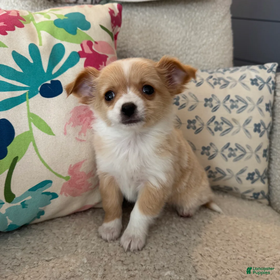 Chihuahua dogs for sale: Chester - Ad 1