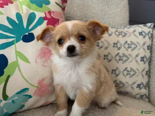 Chihuahua dogs Chester - Ad 27