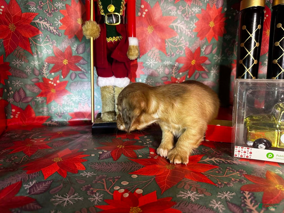 Dachshund dogs for sale: Lola bunny - Ad 5