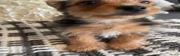 Yorkshire Terrier dogs for sale: Yorkshire Terrier 2  - Ad 2