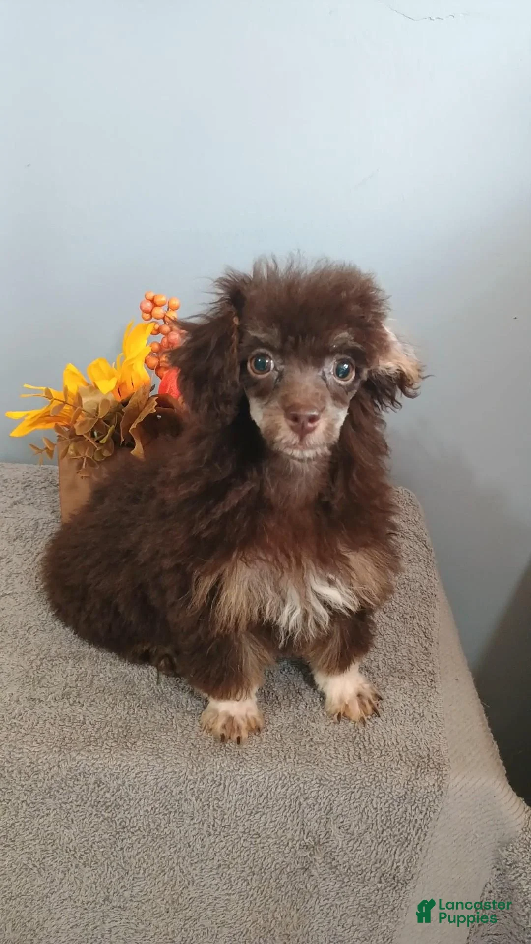 Toy Poodle dogs for sale: Toy Poodle 2 - Ad 14
