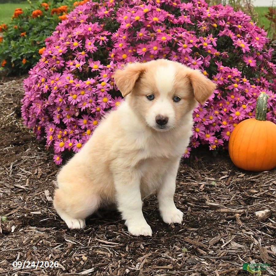 Miniature Australian Shepherd dogs June - Ad 2