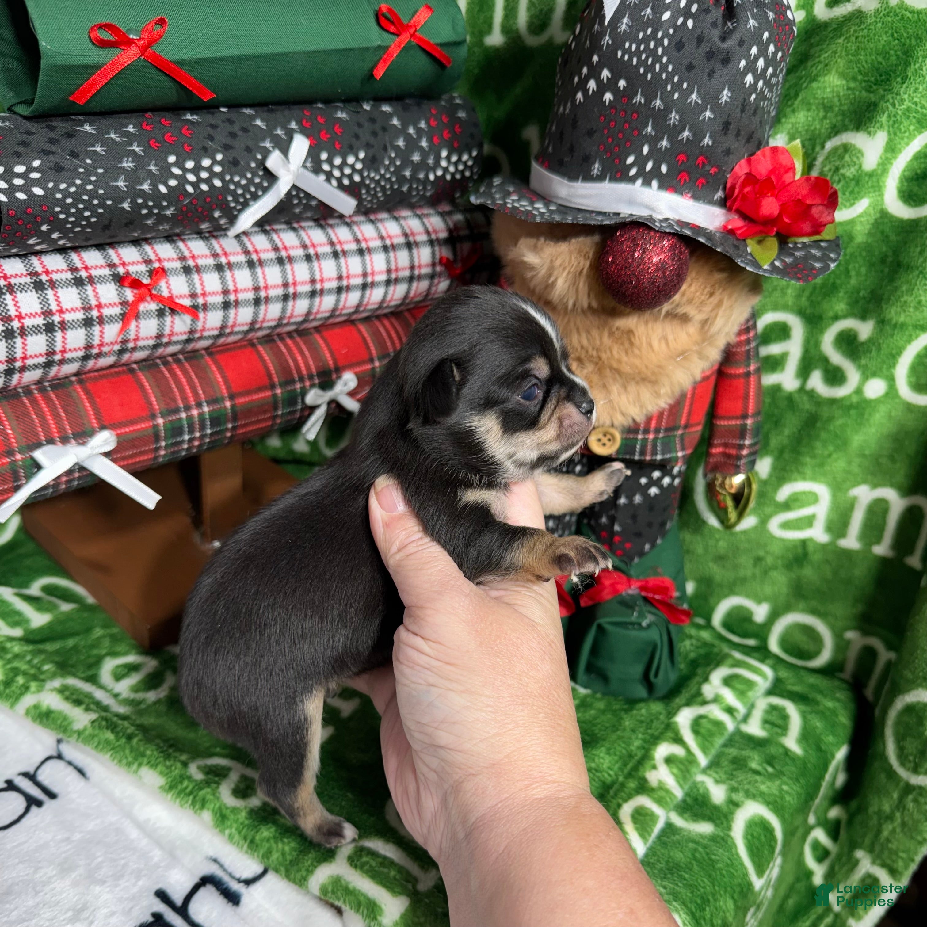 Chihuahua dogs Apollo Short Coat Tri - Ad 24