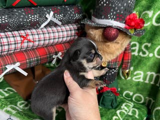 Chihuahua dogs Apollo Short Coat Tri - Ad 8