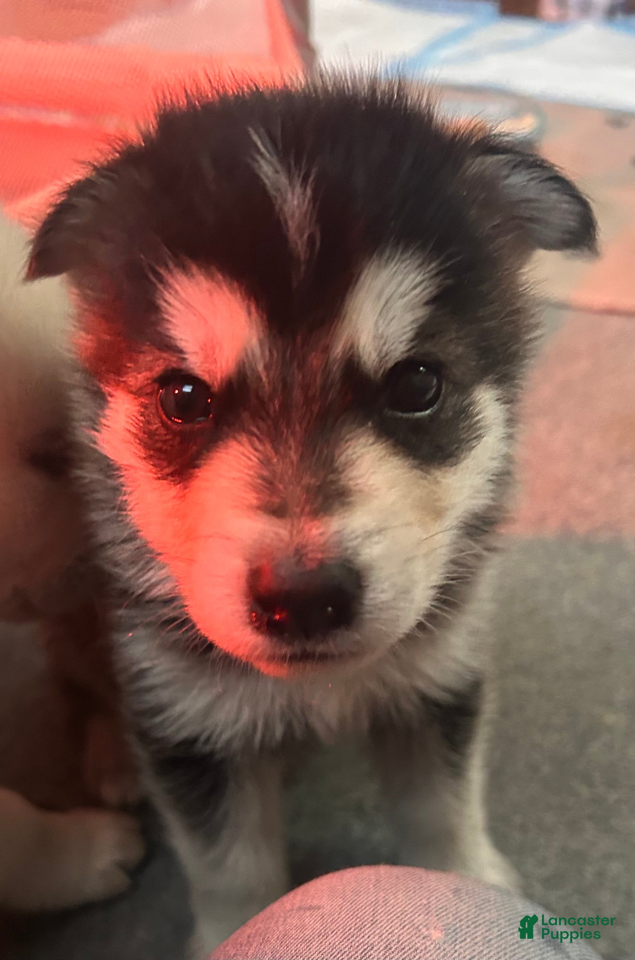 Gerberian Shepsky dogs Gerberian Shepsky Puppy 5 - Ad 26