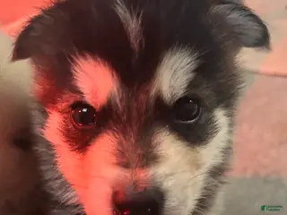 Gerberian Shepsky dogs Gerberian Shepsky Puppy 5 - Ad 27