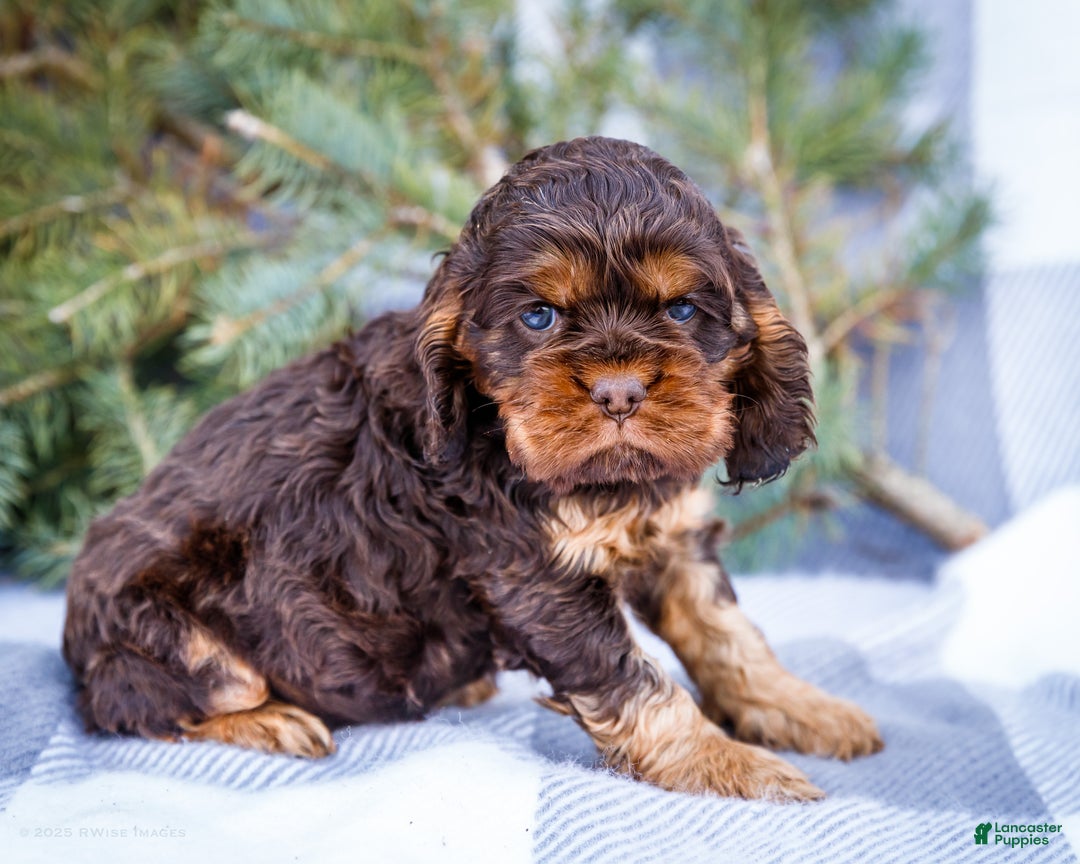 Cocker Spaniel dogs for sale: Polly - Ad 8