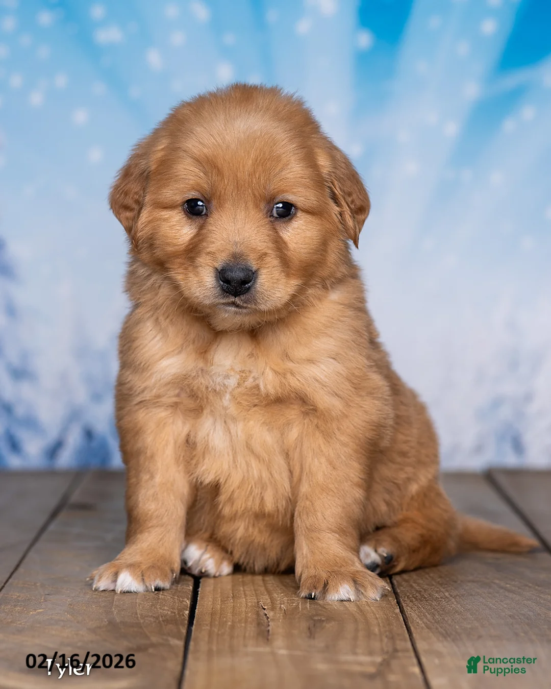 Golden Retriever dogs for sale: Tyler - Ad 1