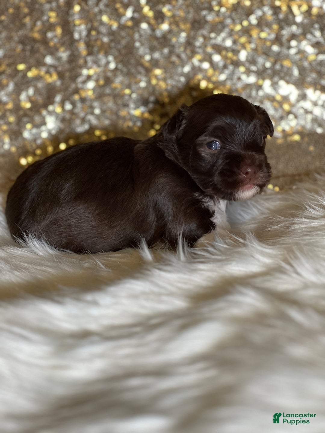 Havanese dogs for sale: Chewy - Ad 2