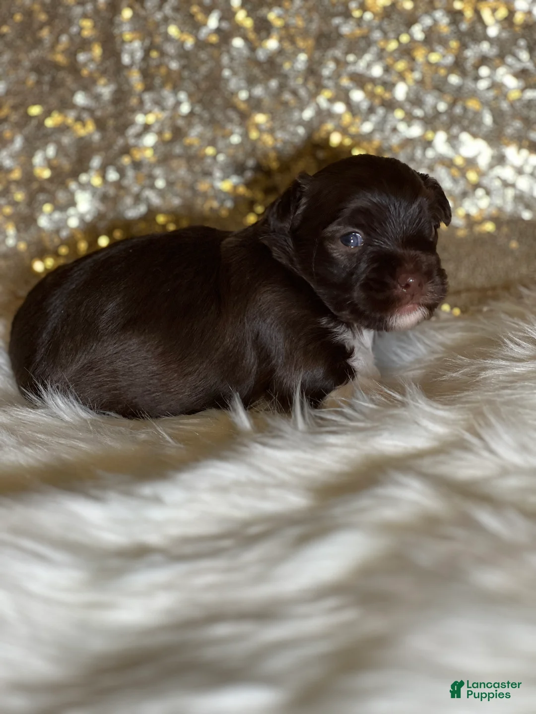 Havanese dogs for sale: Chewy - Ad 4