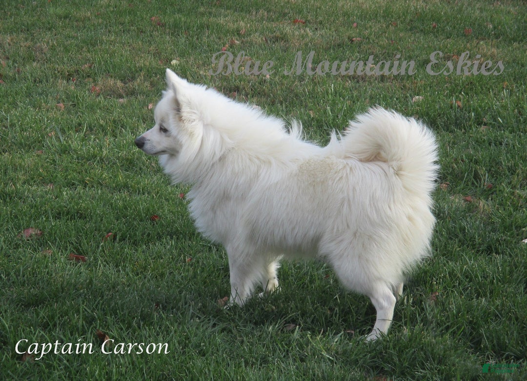 American Eskimo dogs for sale: Spunky - Ad 10