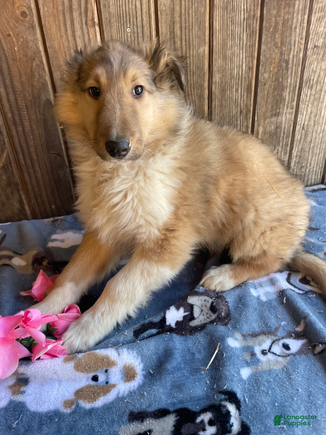 Collie dogs for sale: Colton - Ad 2
