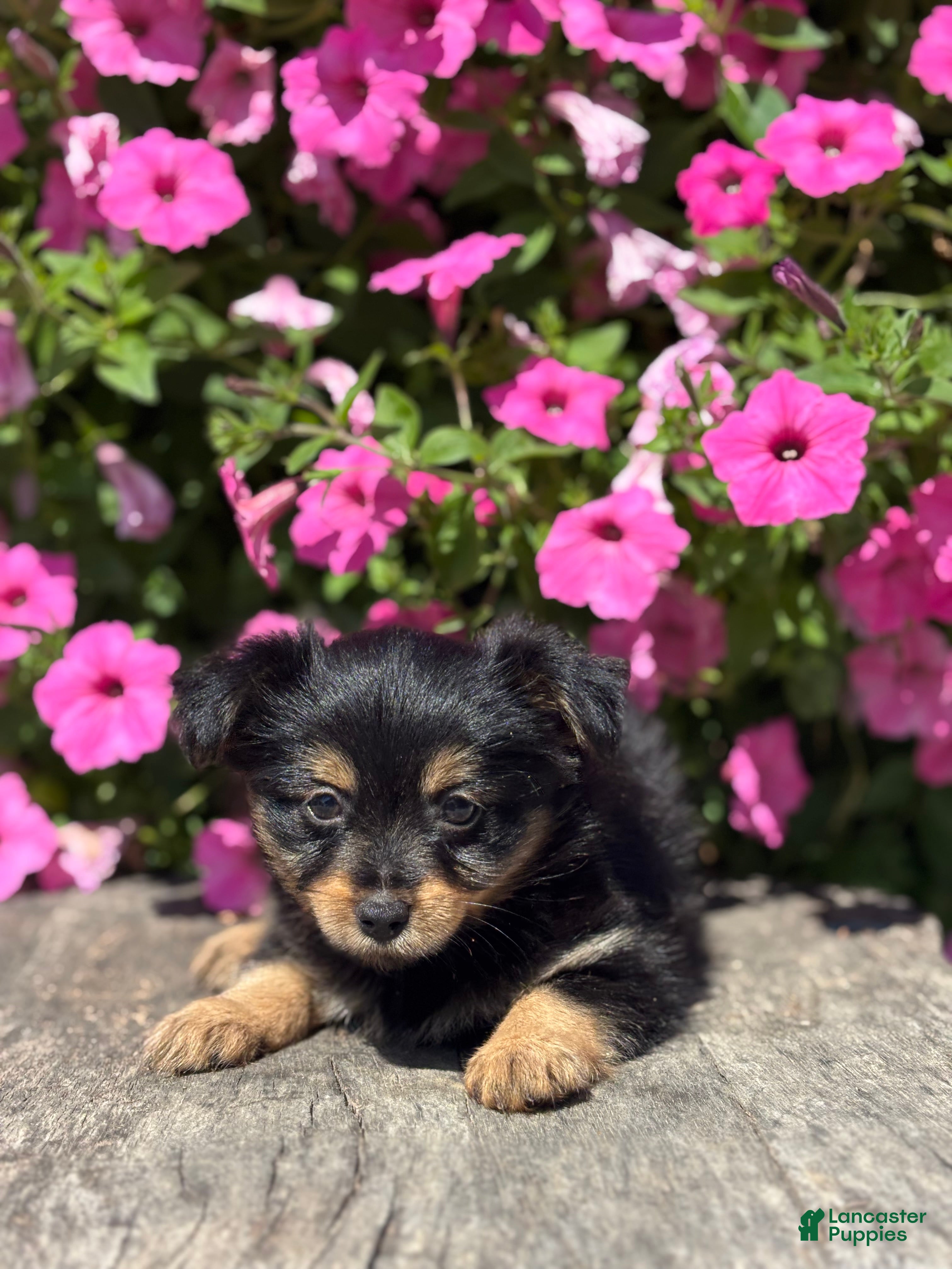 Mixed Breed dogs Luna - Ad 1