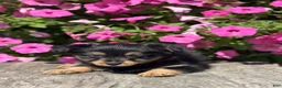Mixed Breed dogs for sale: Luna - Ad 1