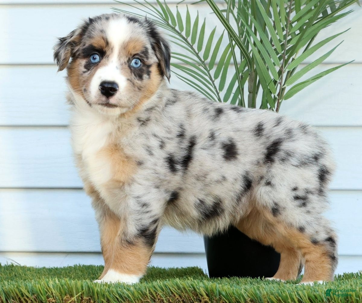 Miniature Australian Shepherd dogs Tracy - Ad 1
