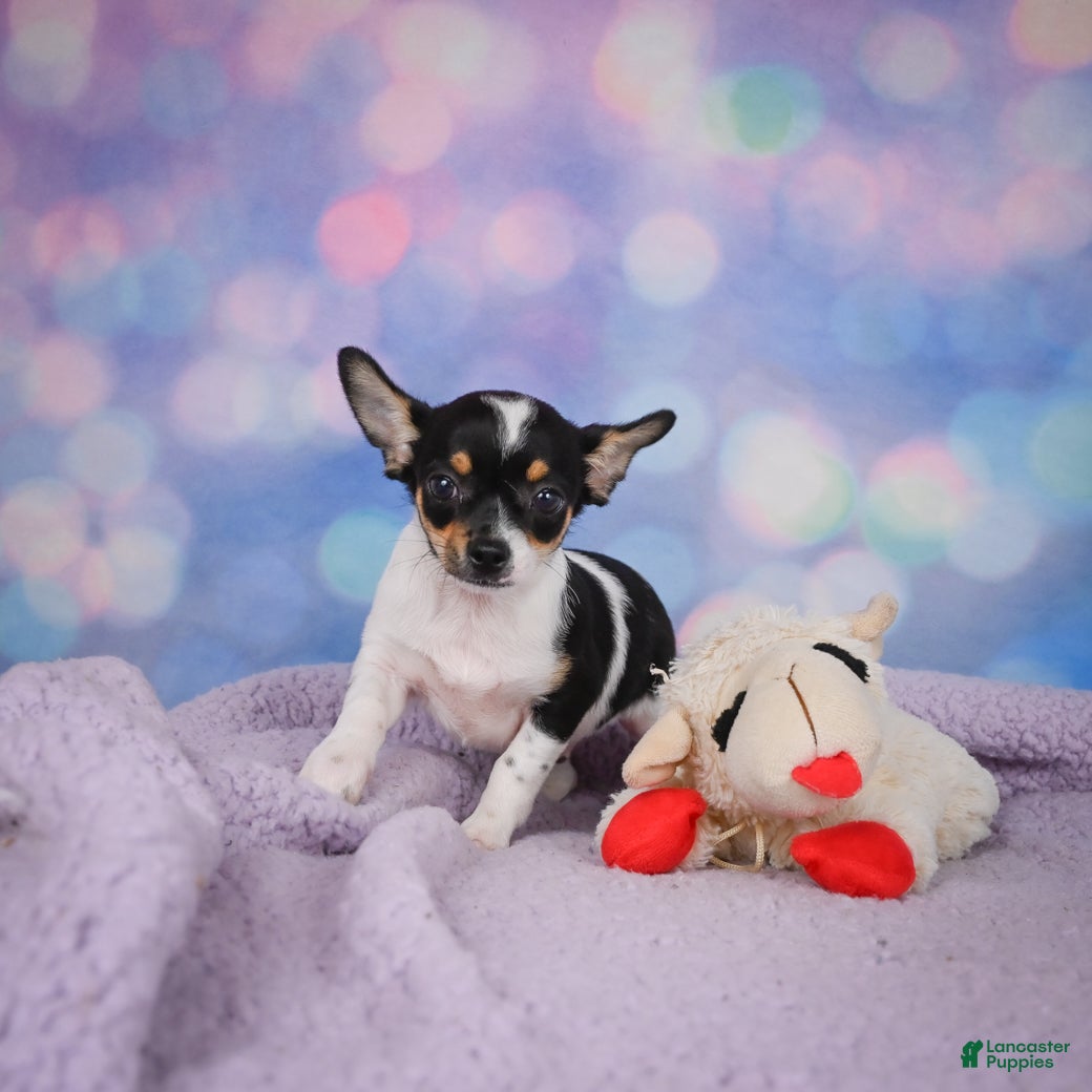 Chihuahua dogs OSA - Ad 2