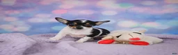 Chihuahua dogs for sale: OSA - Ad 2
