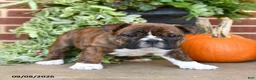 English Bulldog dogs for sale: Sailor - Ad 4