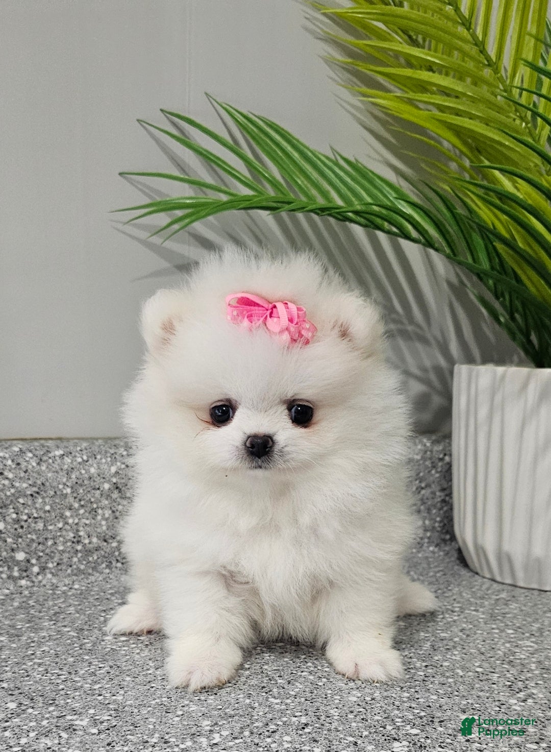 Pomeranian dogs for sale: Sugar Plum - Ad 5