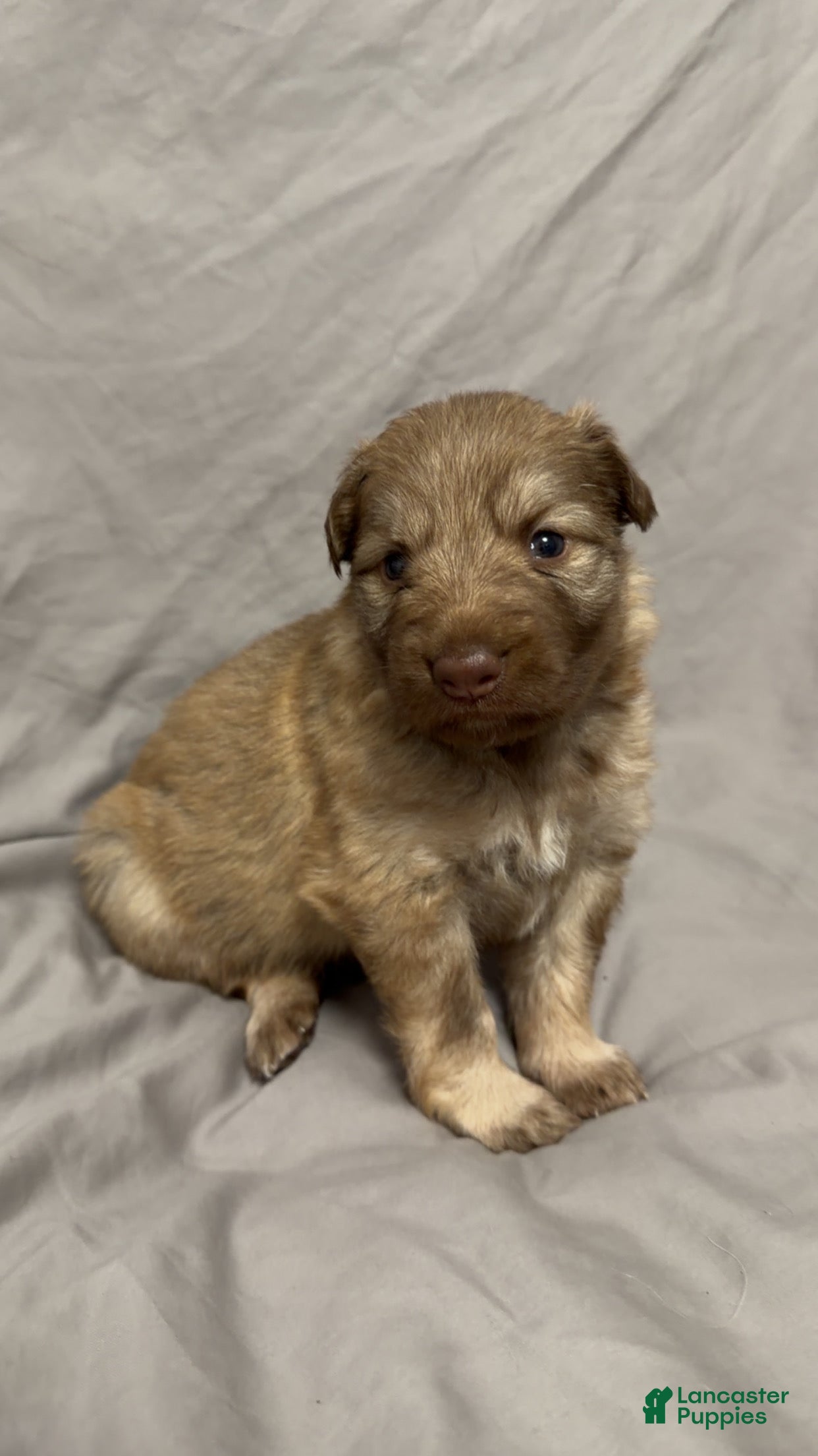 German Shepherd dogs German Shepherd Puppy 1 - Ad 6