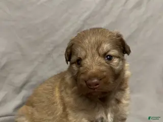 German Shepherd dogs German Shepherd Puppy 1 - Ad 6