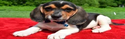 Beagle dogs for sale: Houston - Ad 2
