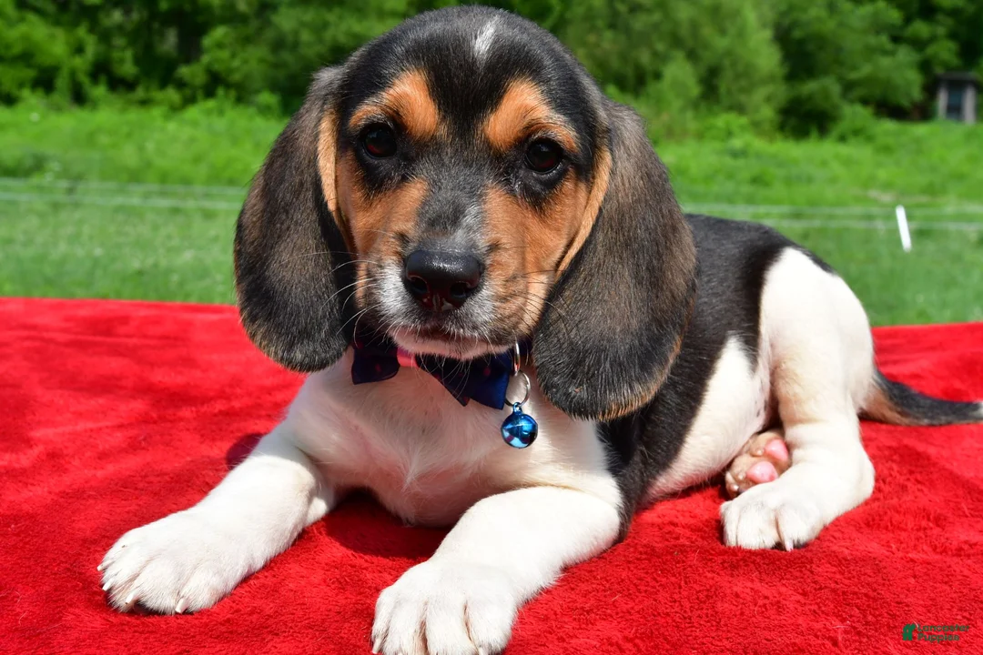 Beagle dogs for sale: Houston - Ad 2