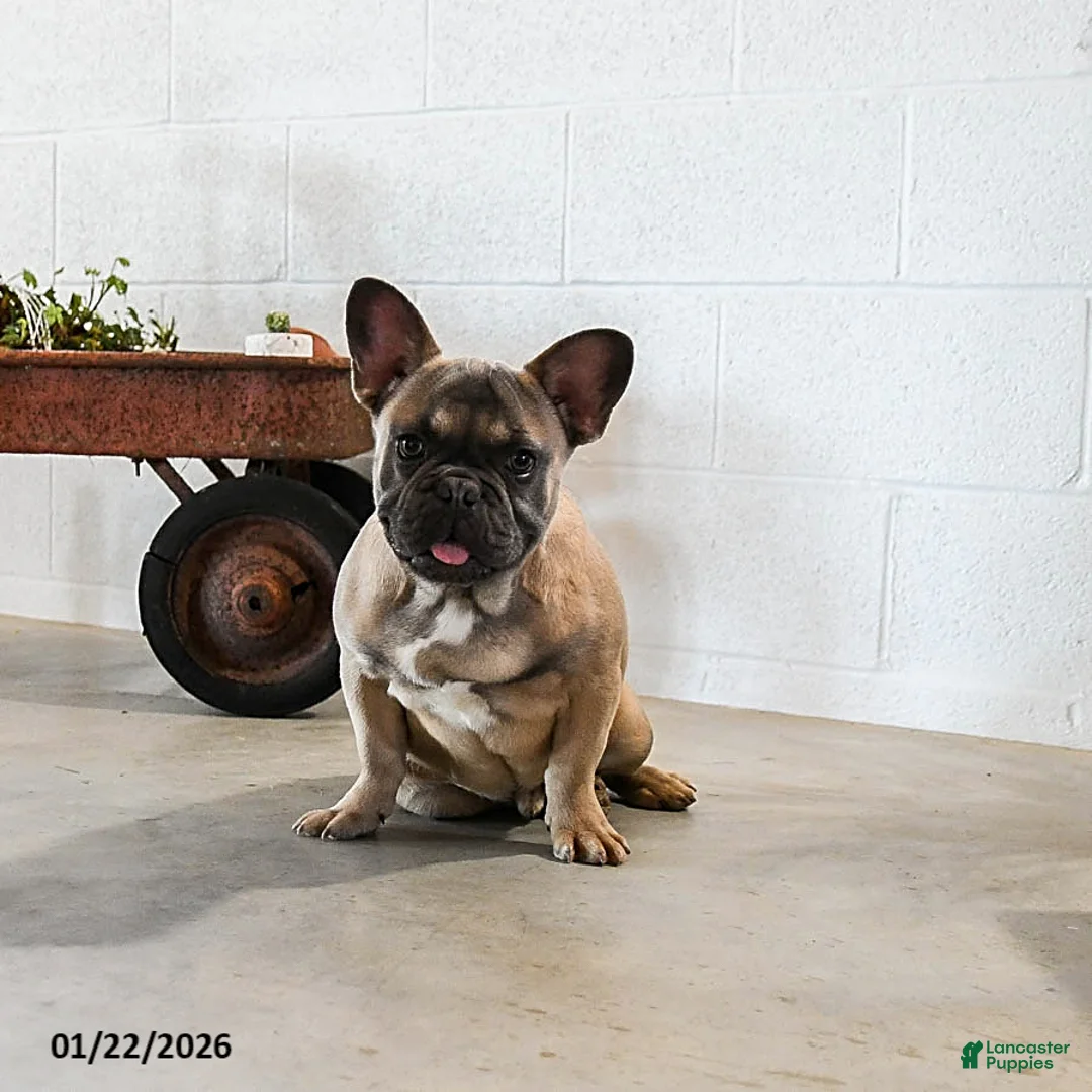 French Bulldog dogs for sale: Bimbo - Ad 3