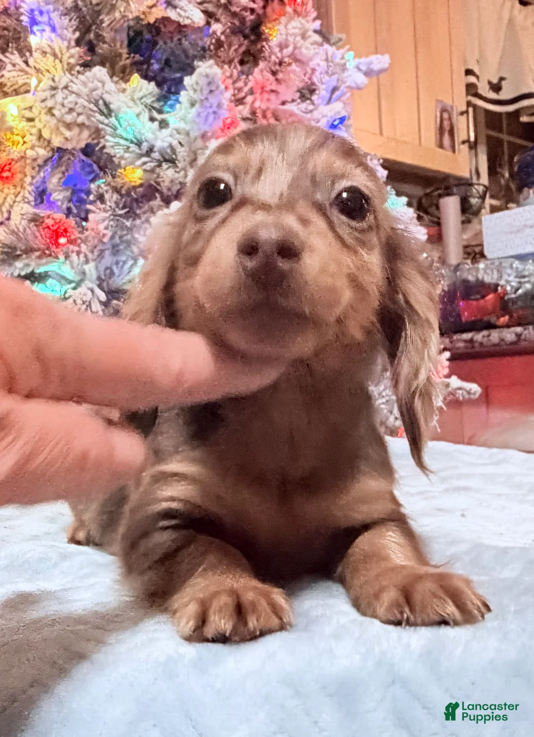 Miniature Dachshund dogs for sale: AKC Russian pra clear - Ad 93