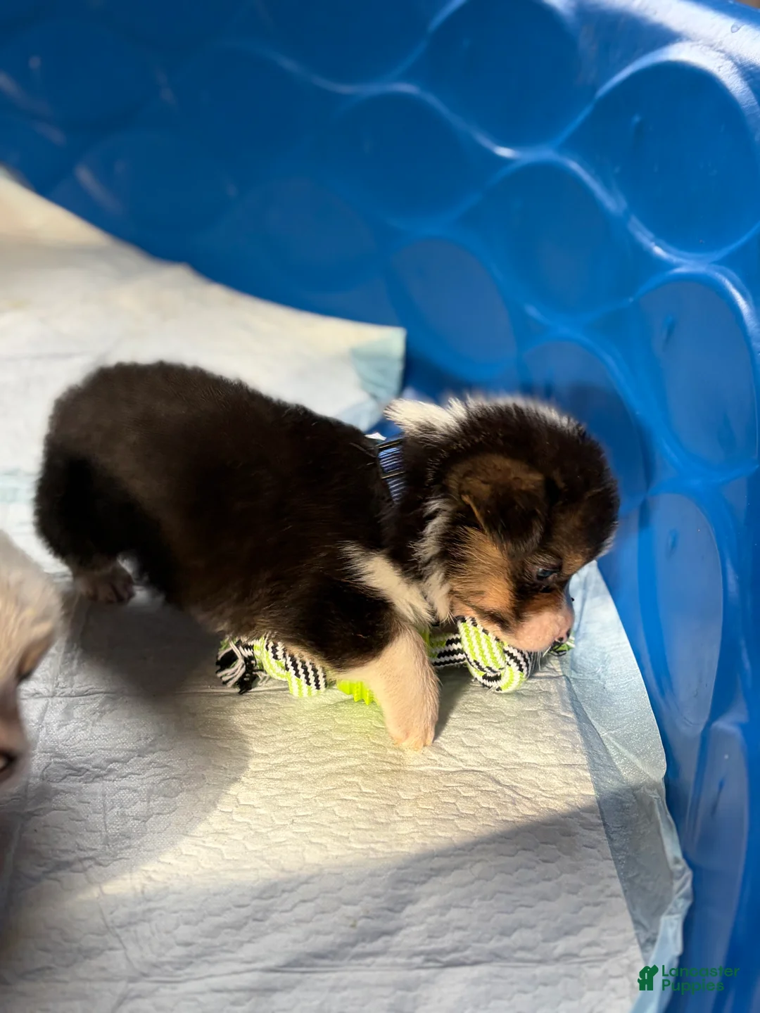 Welsh Corgi Pembroke dogs for sale: Niko - Ad 1