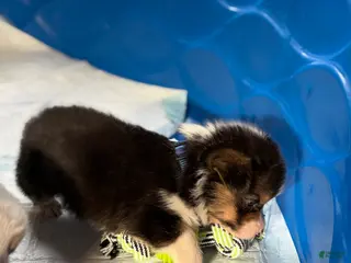 Welsh Corgi Pembroke dogs Niko - Ad 3