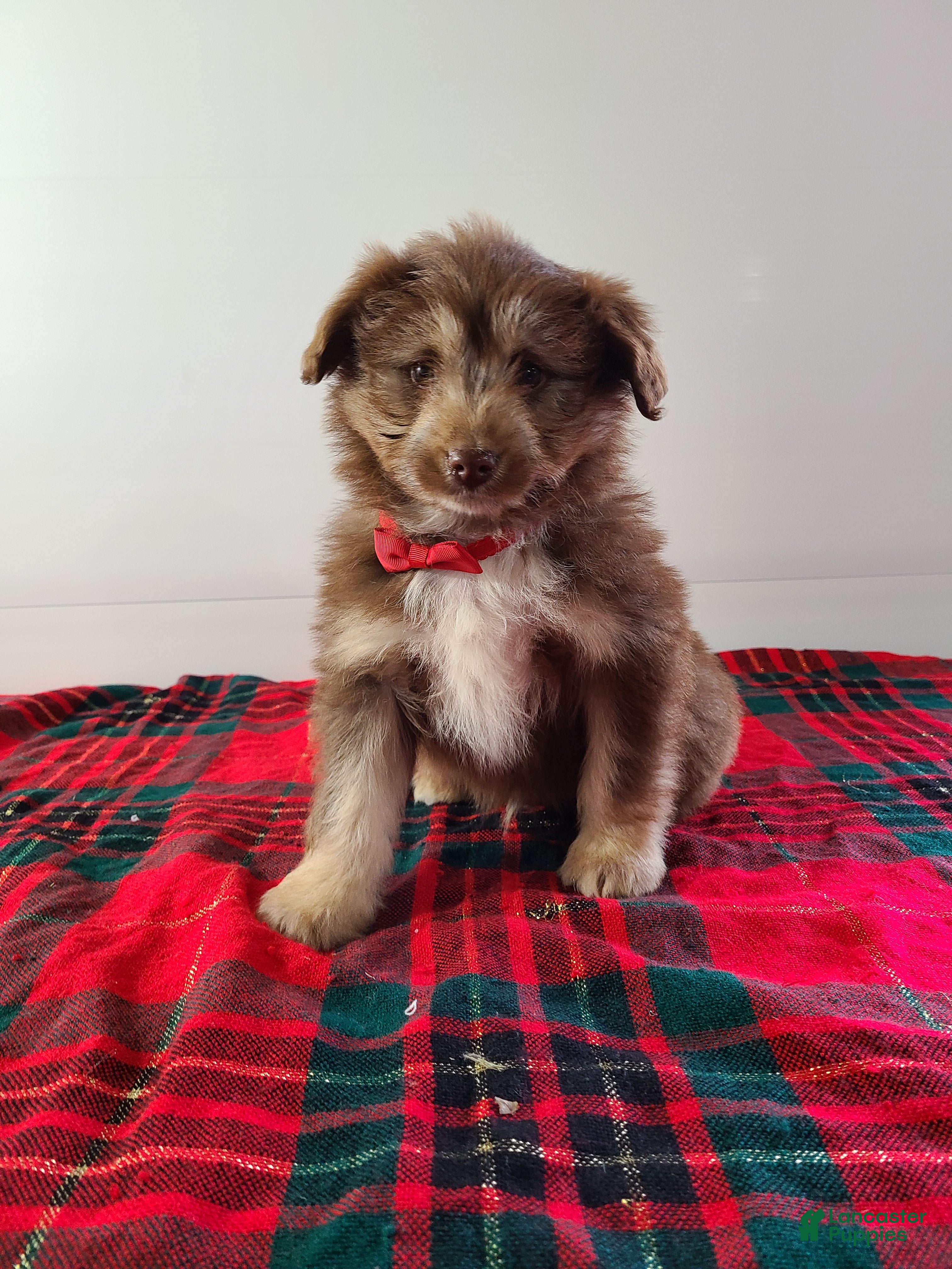 Aussiedoodle dogs Blake - Ad 1