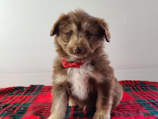 Aussiedoodle dogs Blake - Ad 3
