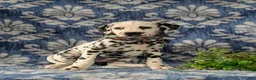 Dalmatian dogs for sale: Joziah - Ad 7
