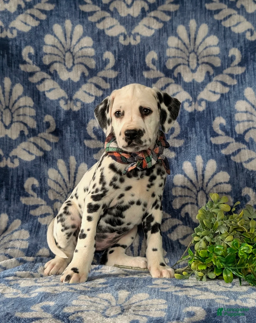 Dalmatian dogs for sale: Joziah - Ad 7
